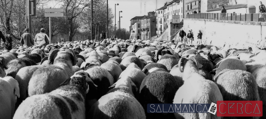 Ovejas por Salamanca 20-12-2020-3