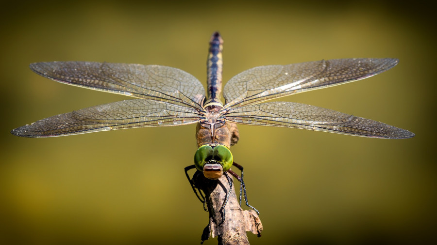 dragonfly-3456317_1920