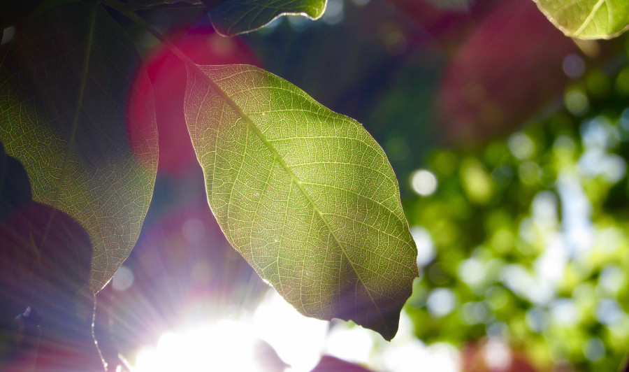 leaf-1209899_1920