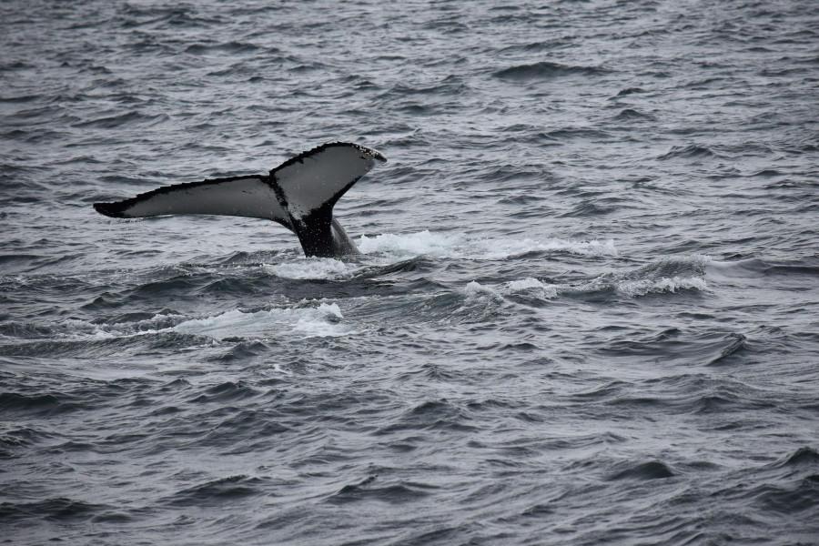 whale-3065253_1920