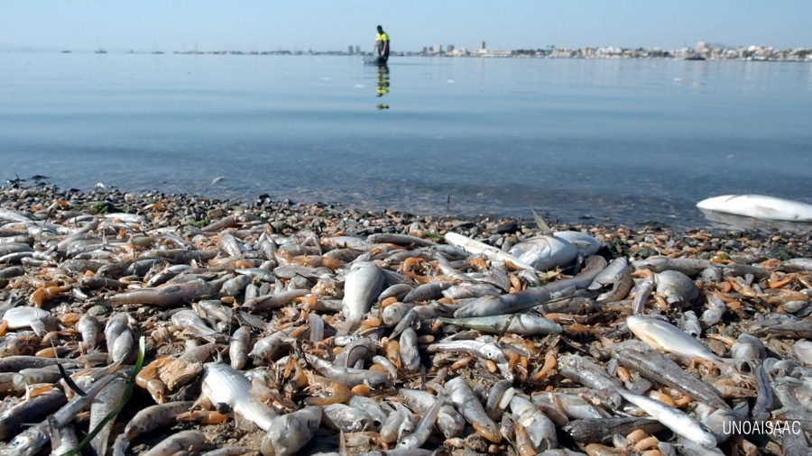 peces-muertos-mar-menor
