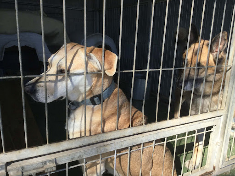refugio canino