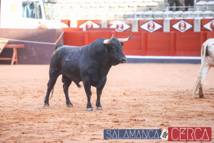 Desenjaule 08 09 2023 36